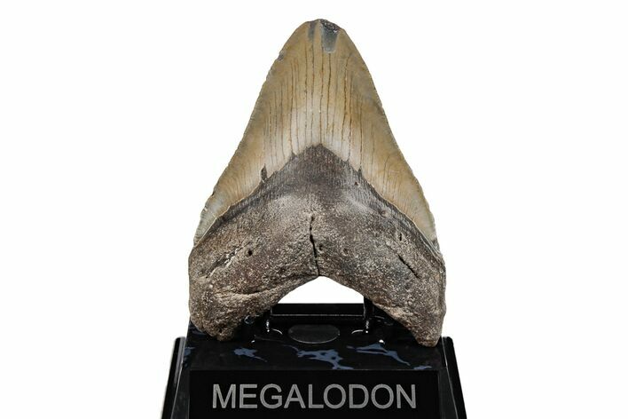Serrated, Fossil Megalodon Tooth - North Carolina #201930